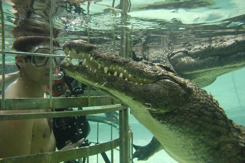 Potaplajnja v kletki | Avtor: Profimedias