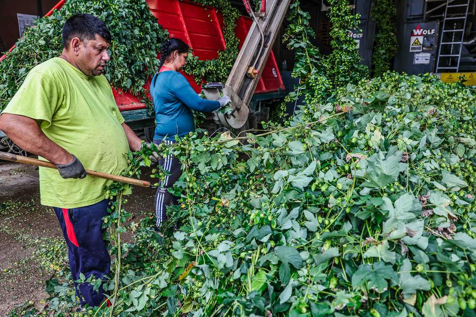 obiranje hmelja | Avtor: Saša Despot