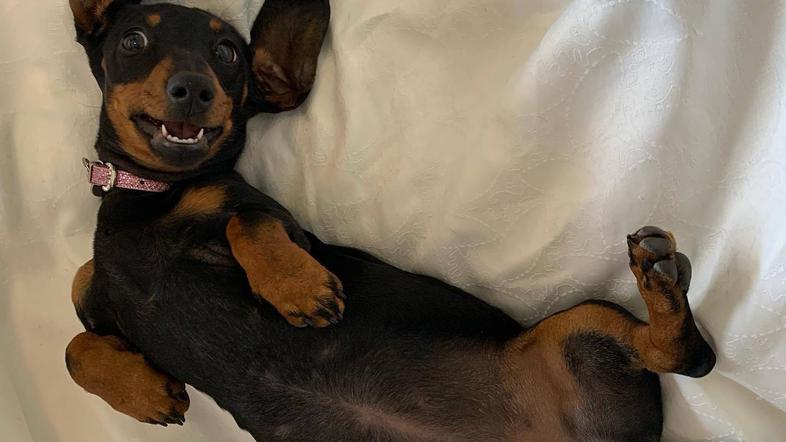 psička Valerie Kangaroo Island