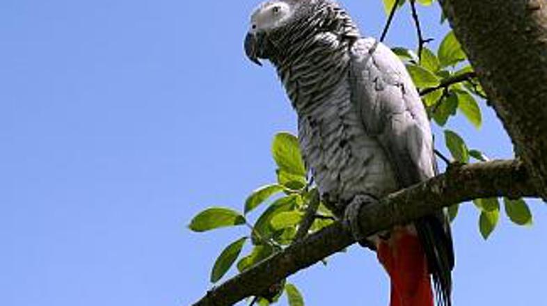 Učenje in trening nista bila zaman!
