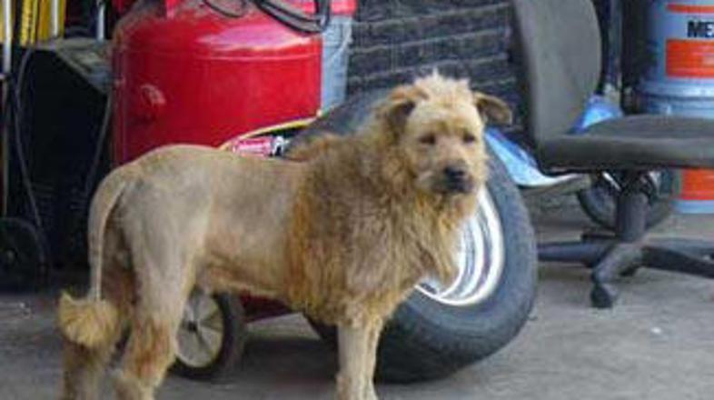 Eden od prebivalcev BiH je psa obril tako, da je ta zelo podoben levu.