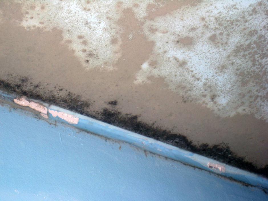 plesen stanovanje vlaga | Avtor: Suzana Kos