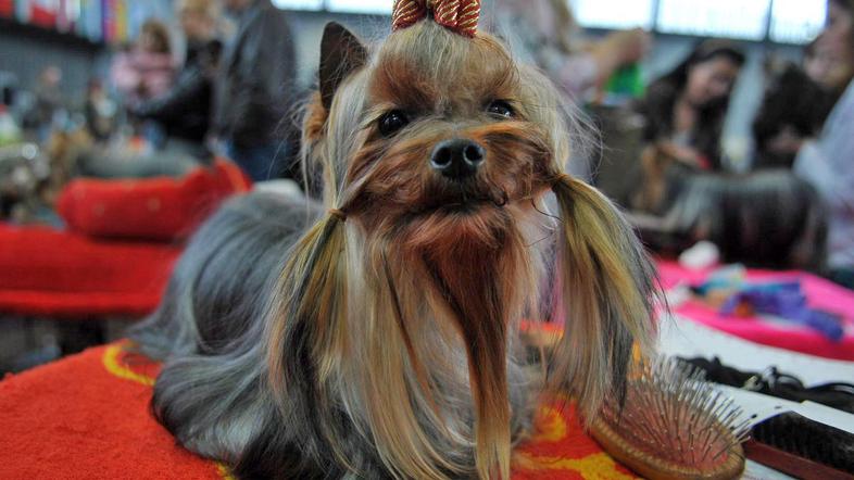 Černetova bo kljub predlogu za disciplinski ukrep sodila na razstavi. (Foto: Anž