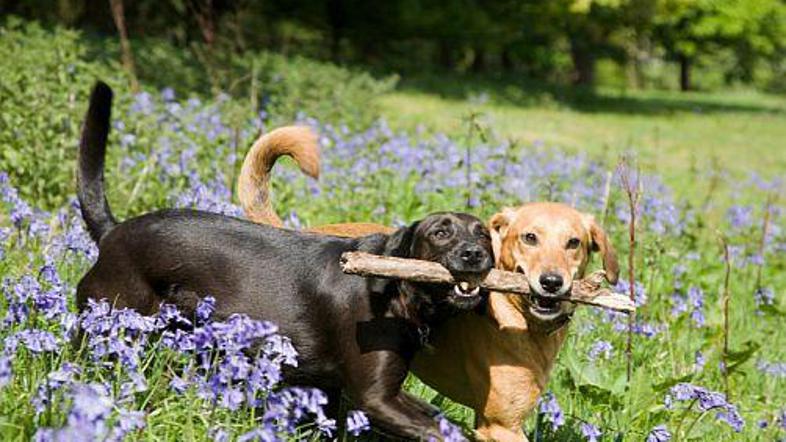 Ko psa nekaj časa živita skupaj, se začetna tekmovalnost spremeni v tesno prijat