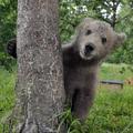 Medvedek bo kaj kmalu odbrundal v drugo evropsko državo. (Foto: Reuters)