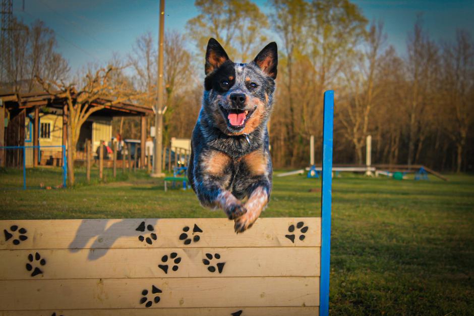 KD nova gorica pes | Avtor: KD Nova Gorica