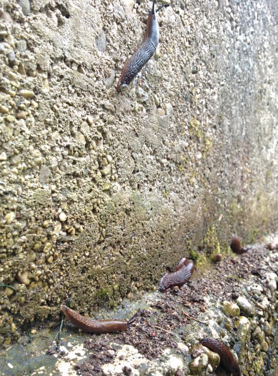 Polži lazarji | Avtor: Žurnal24 main