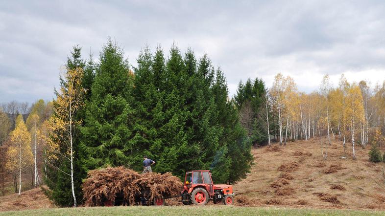 Praprot, eno od najznačilnejših rastlin belokranjskih steljnikov, so kmetje še p