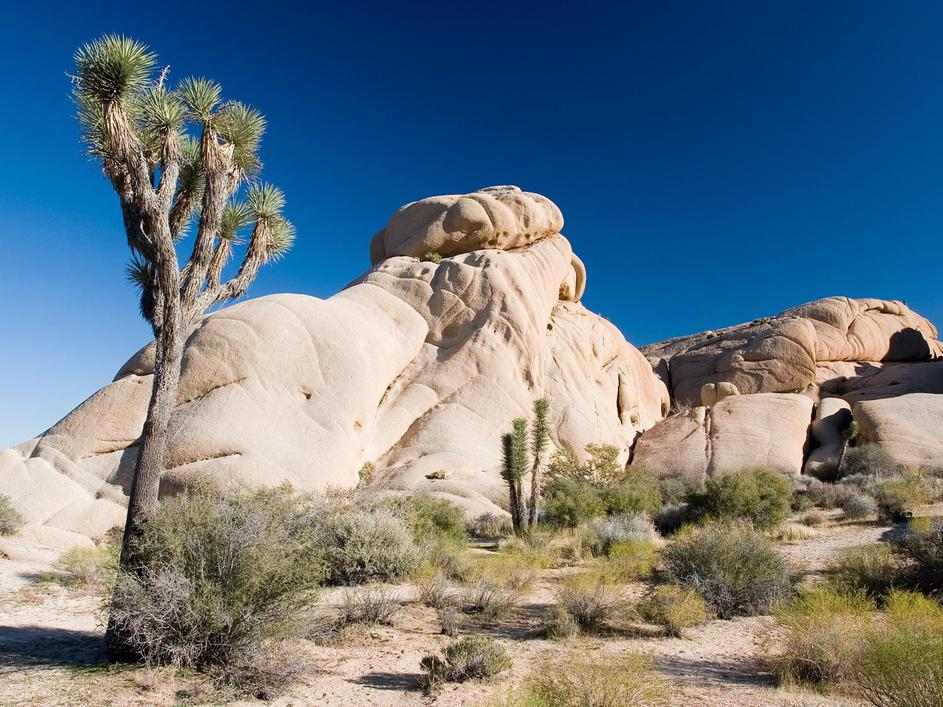 Joshua Tree National Park, Kalifornija, ZDA