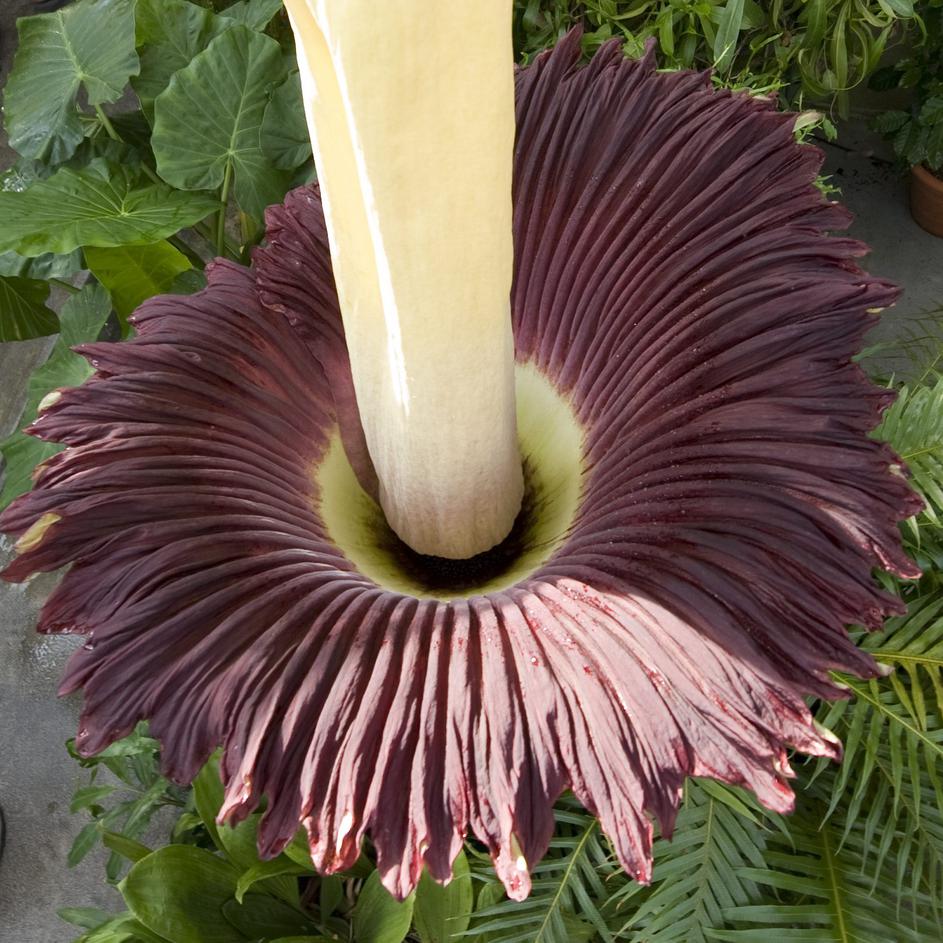 amorphophallus titanum roza cvetenje