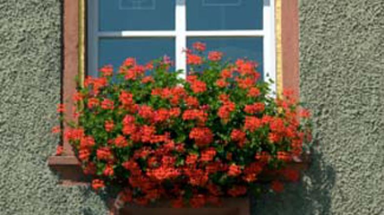 V begonijah je 73-letnika čakalo presenečenje.