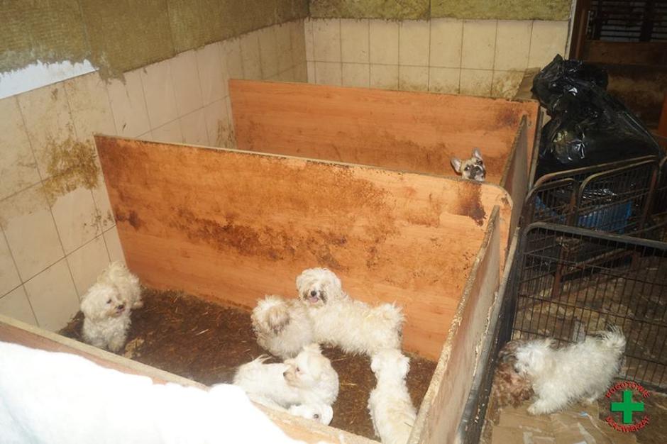 kužki | Avtor: Pogotowie dla Zwierząt