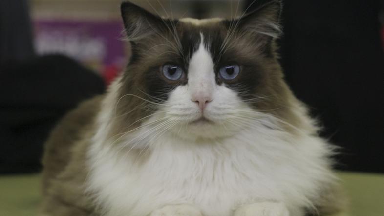 Tzmalezivali13.11.2007...macka.muca....foto: Bostjan Tacol