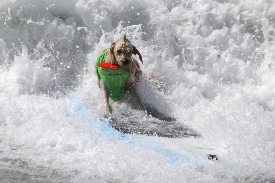 Unleashed Surf City Surf Dog | Avtor: EPA