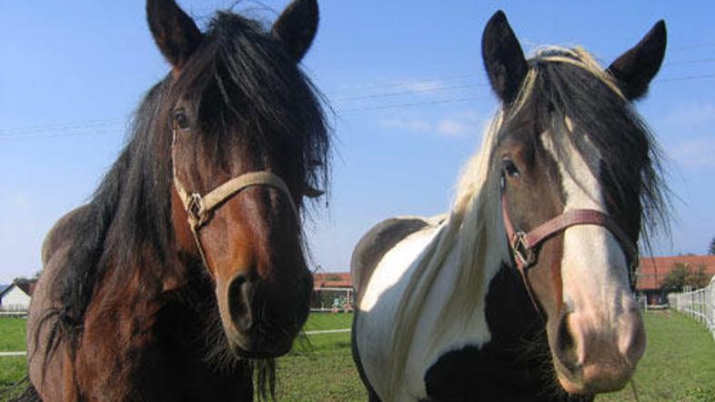 Sv. Štefan velja za konjskega zaščitnika.