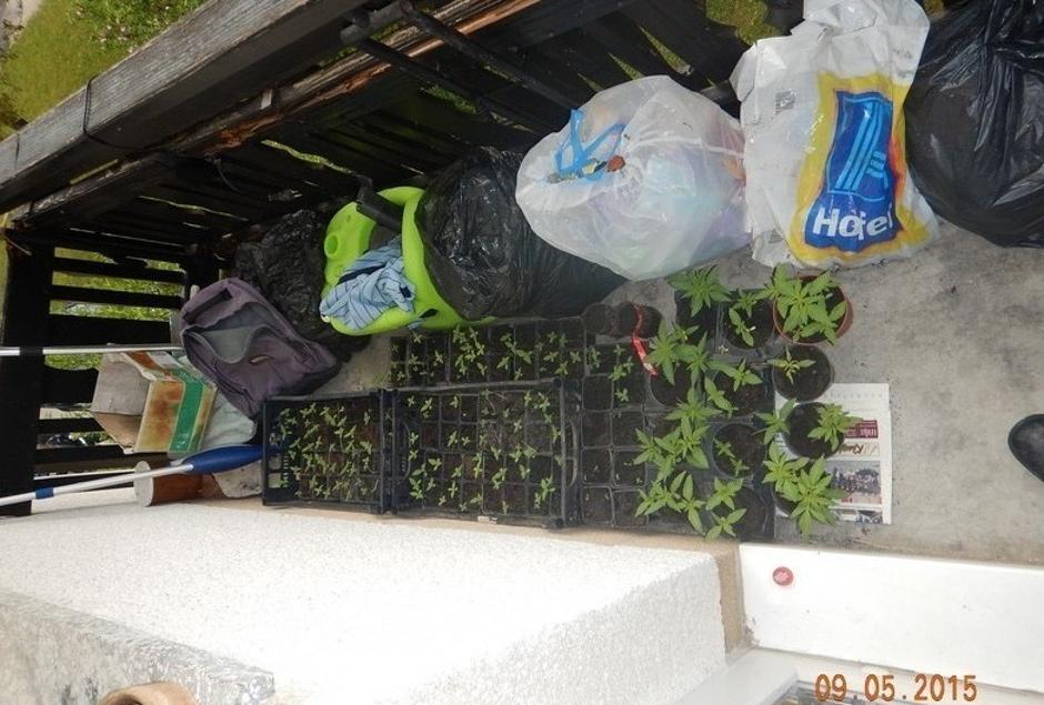 konoplja | Avtor: PP Grosuplje