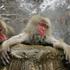 Japonski makaki v toplih vrelcih