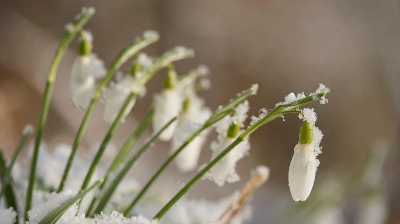 Zvončki v snegu