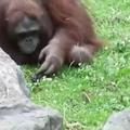 orangutan, kokoška