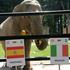 Citta slonica slon Krakov živalski vrt Španija Italija finale Euro 2012