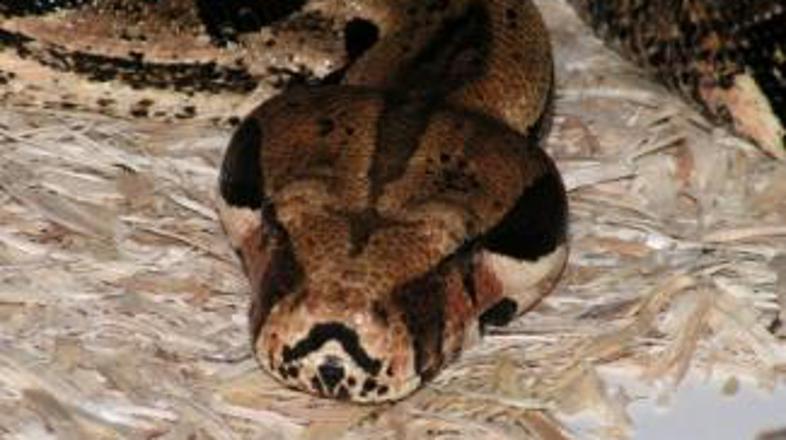 Je bila Tončka lačna ali požrešna?