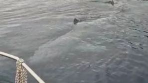 morski pes orjak Istra