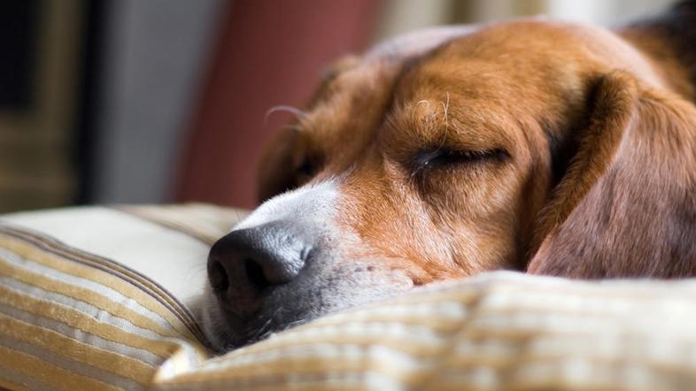 Pes čuti le mraz, vročine radiatorja ne. (Foto: Shutterstock)