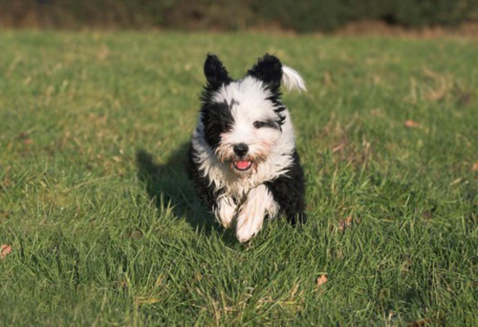 Tibetanski terier | Avtor: Profimedias