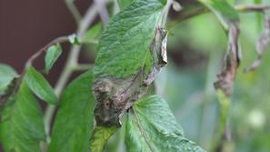 krompirjeva plesen na paradižniku