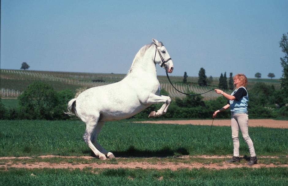 Lipicanec | Avtor: Profimedia
