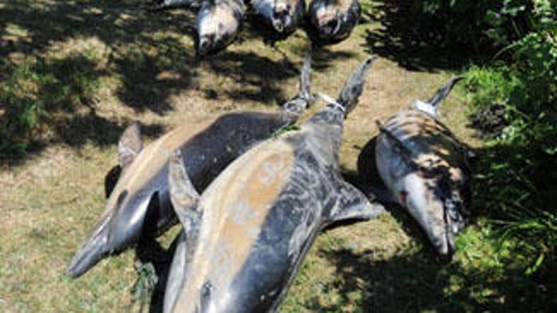 Naravovarstveniki so z grozo v očeh gledali, kako na smrt obsojeni delfini umira