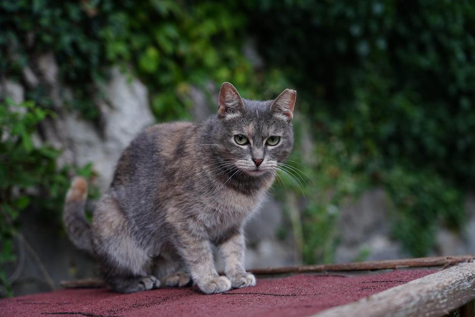 Mačka s poškodovanim ušesom | Avtor: Klemen Gorup