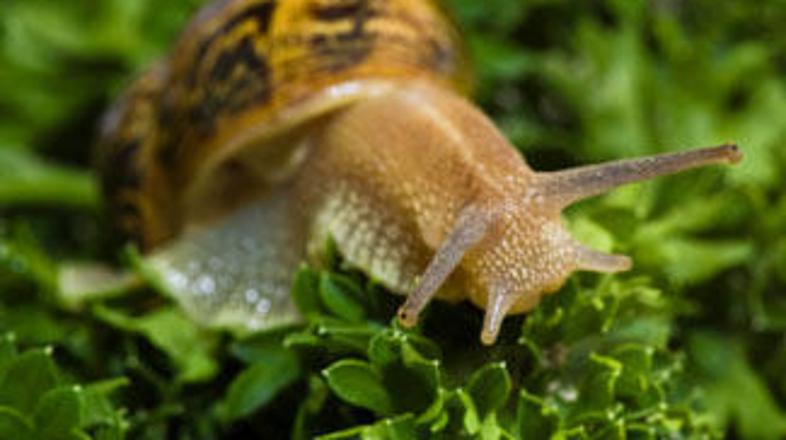 Takrat 14-letni Yang je svojega ljubljenčka našel ob cesti.