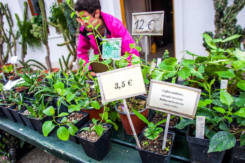 bolšji sejem rastlin