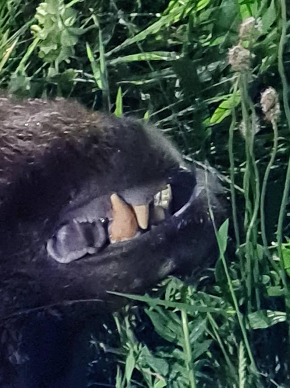 Medved, trčenje, Nomenj, prometna nesreča | Avtor: PGD Bohinjska Bistrica