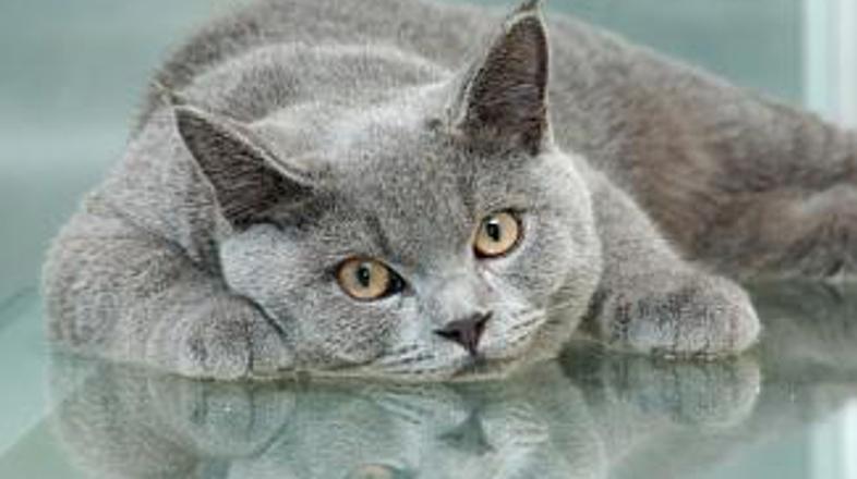 Muci srčni utrip najlaže preverite, ko počiva ali spi.