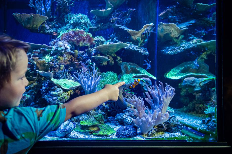 Neotropica | Avtor: Neotropica