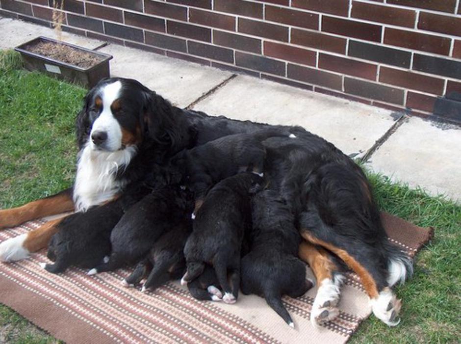 Bernski planšarski pes | Avtor: Profimedias