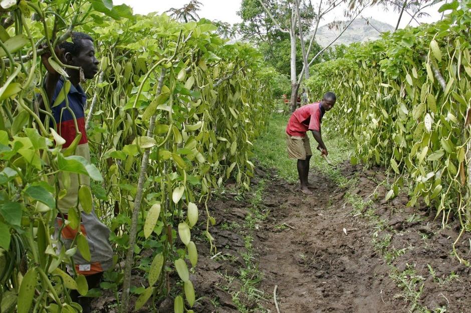 Burbonska vanilija  | Avtor: Profimedias