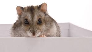 V vlomilčevi danki se je namestila miš. (Foto: Shutterstock)
