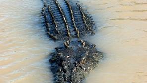 morski krokodil