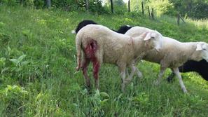 Poškodovane ovce