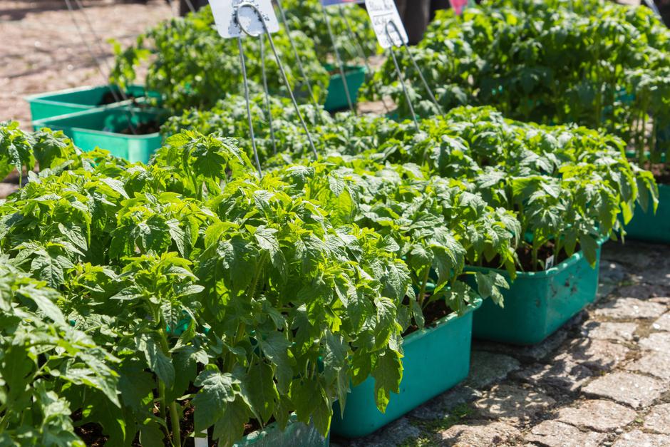 sadike paradižnika | Avtor: Profimedia