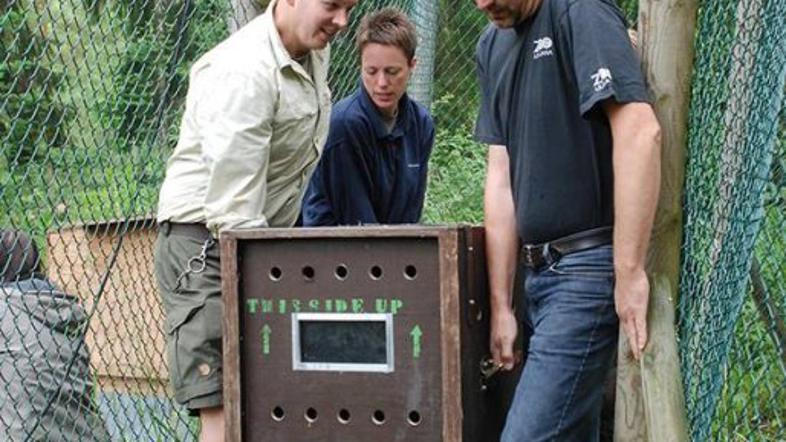 Živalski vrt gepardi 