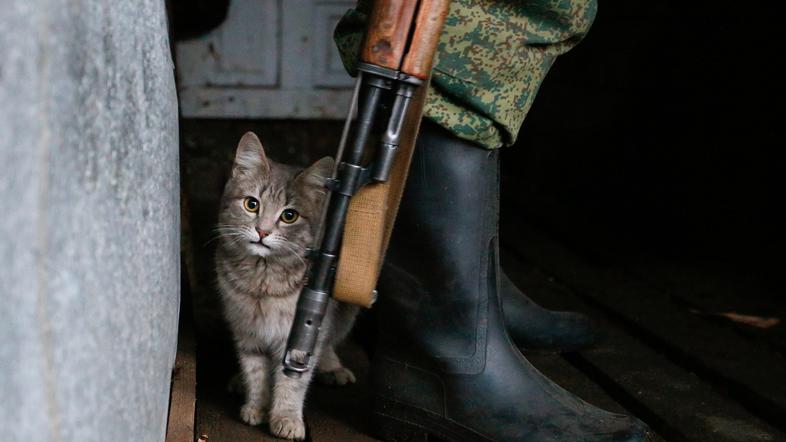mačka maček vojna vojak orožje Ukrajina
