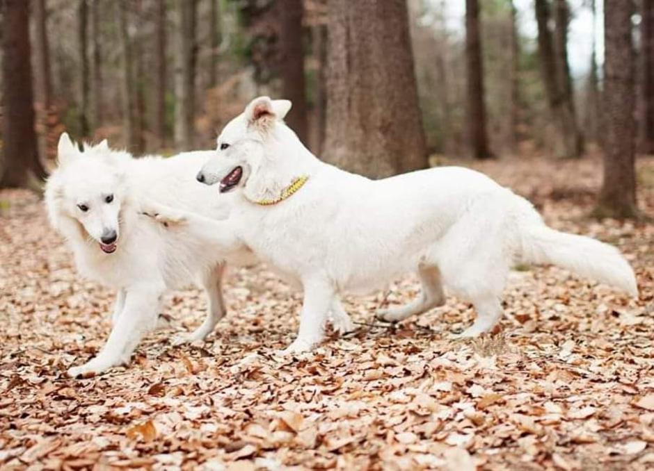 Beli švicarski ovčar | Avtor: Damjana Jugovic Božnar