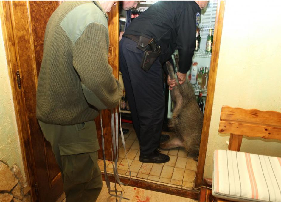 Divje svinje v Karlovcu