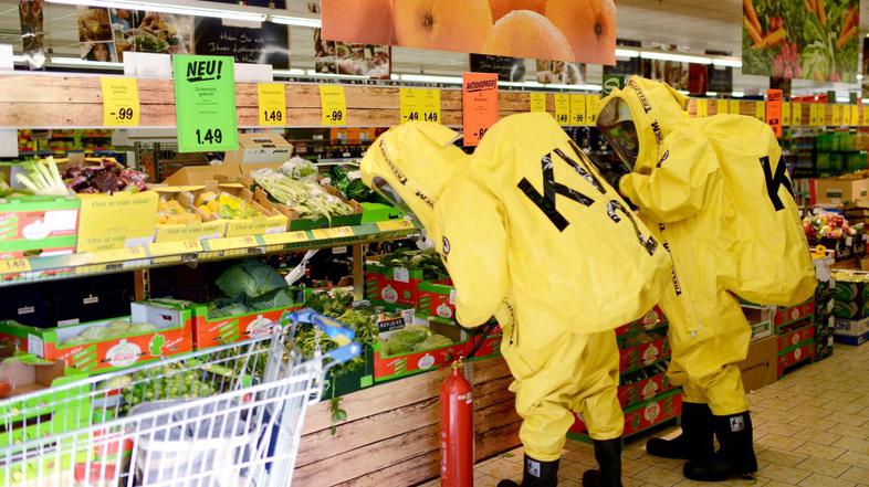 brazilski potujoči pajek