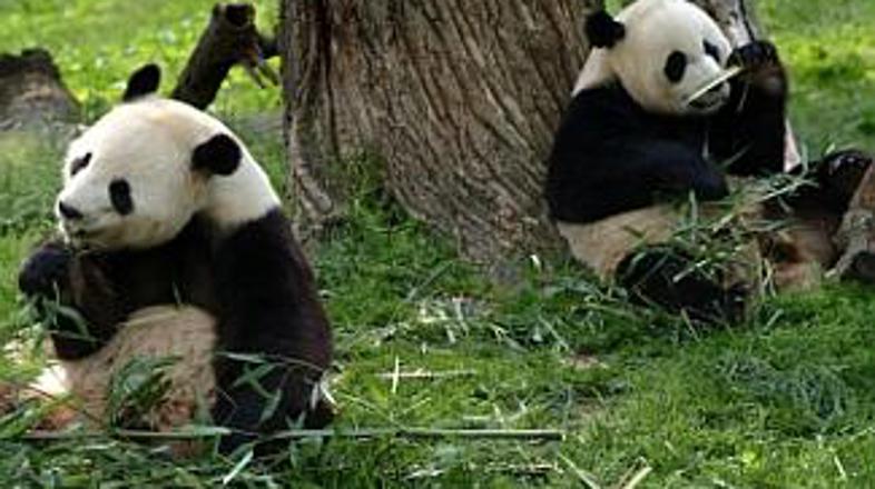 Zvezdniki živalskega vrta v Pekingu so seveda pande. Sloveniji najbližje pande ž