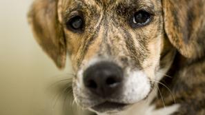 Ponudite dom in srce tistim, ki ga potrebujejo. (Foto: Shutterstock)